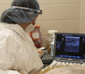 Staff taking ultrasound of Macaque primate