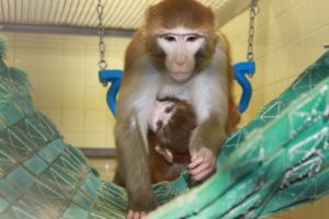 Macaque primate mother holding infant in a swing